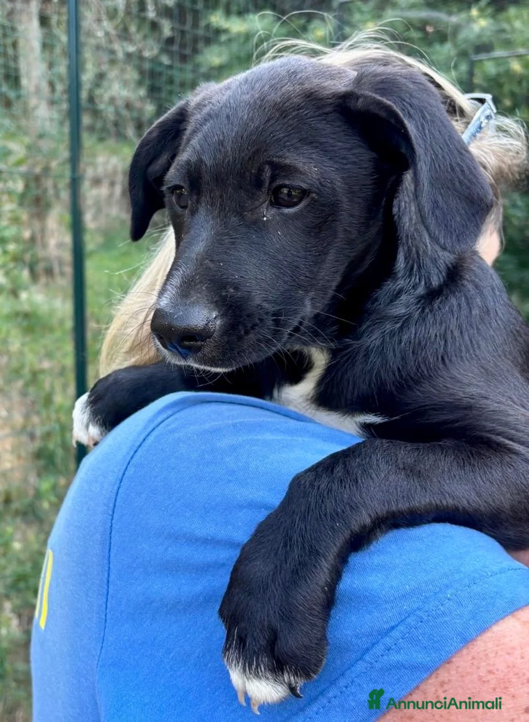 Meticcio cani in regalo: Hero  a Provincia di Savona - Annuncio 2