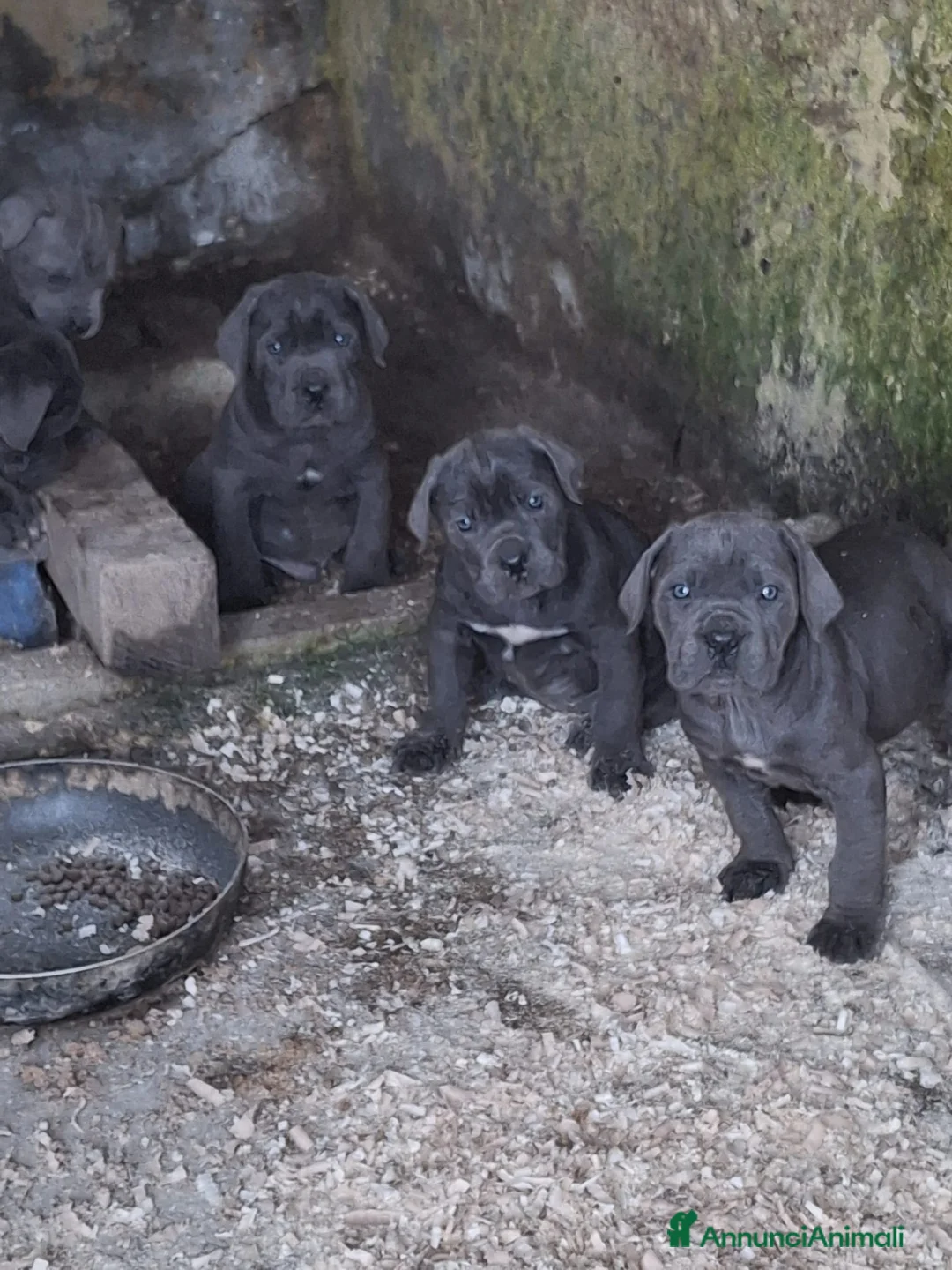 Cane Corso cani in vendita: Cuccioli cane corso  - Annuncio 3