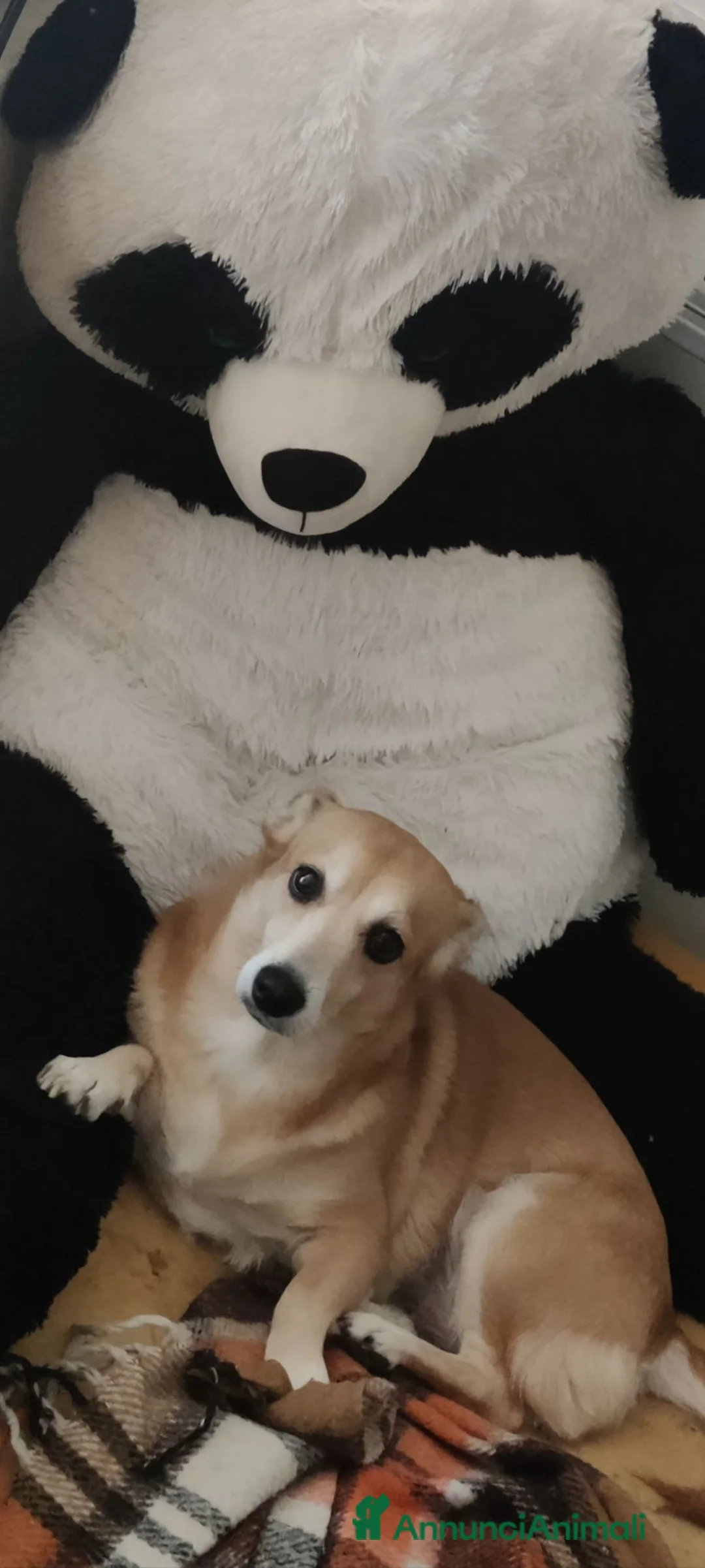 Meticcio cani in regalo: Nuova casa per sally a Provincia di Vicenza - Annuncio 2