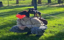 Pinscher Miniatura cani in regalo: STARLET, MINI PINSCHER dolcissima a Città Metropolitana di Firenze - Immagine 10