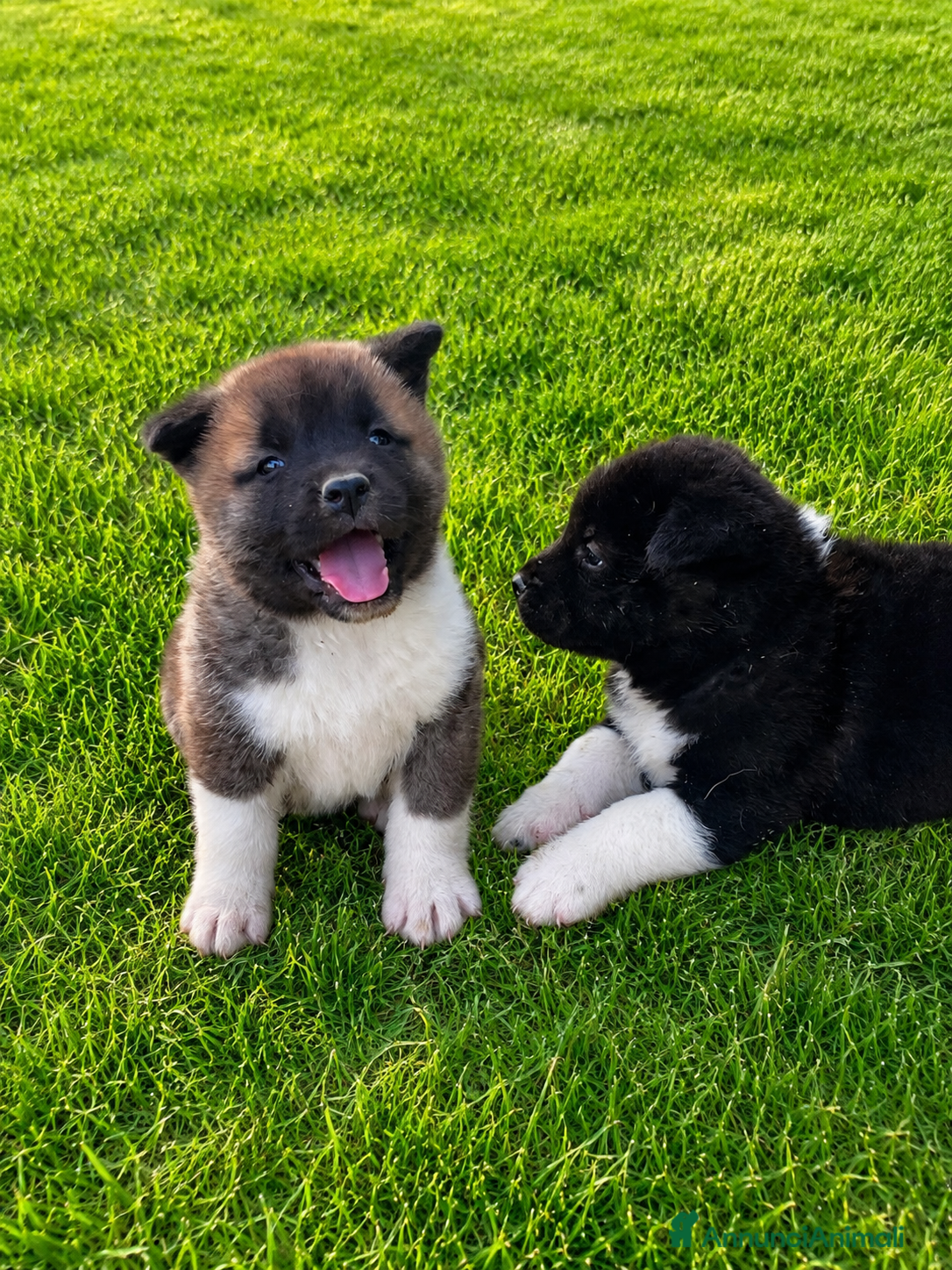 Akita Americano cani Cuccioli di Akita  - Annuncio 1
