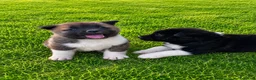Akita Americano cani in vendita: Cuccioli di Akita  - Annuncio 1