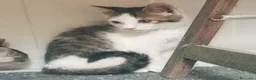 Meticcio gatti in regalo: Gattini cercano casa disperatamente - Annuncio 2