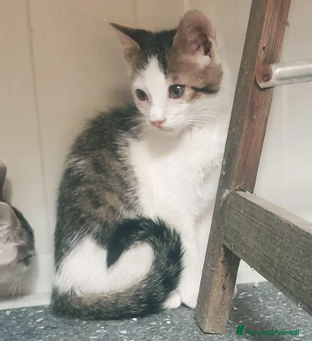Meticcio gatti in regalo: Gattini cercano casa disperatamente - Annuncio 2