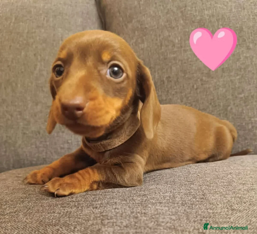 Bassotto cani in vendita: Cuccioli bassotto disponibili.  - Annuncio 8