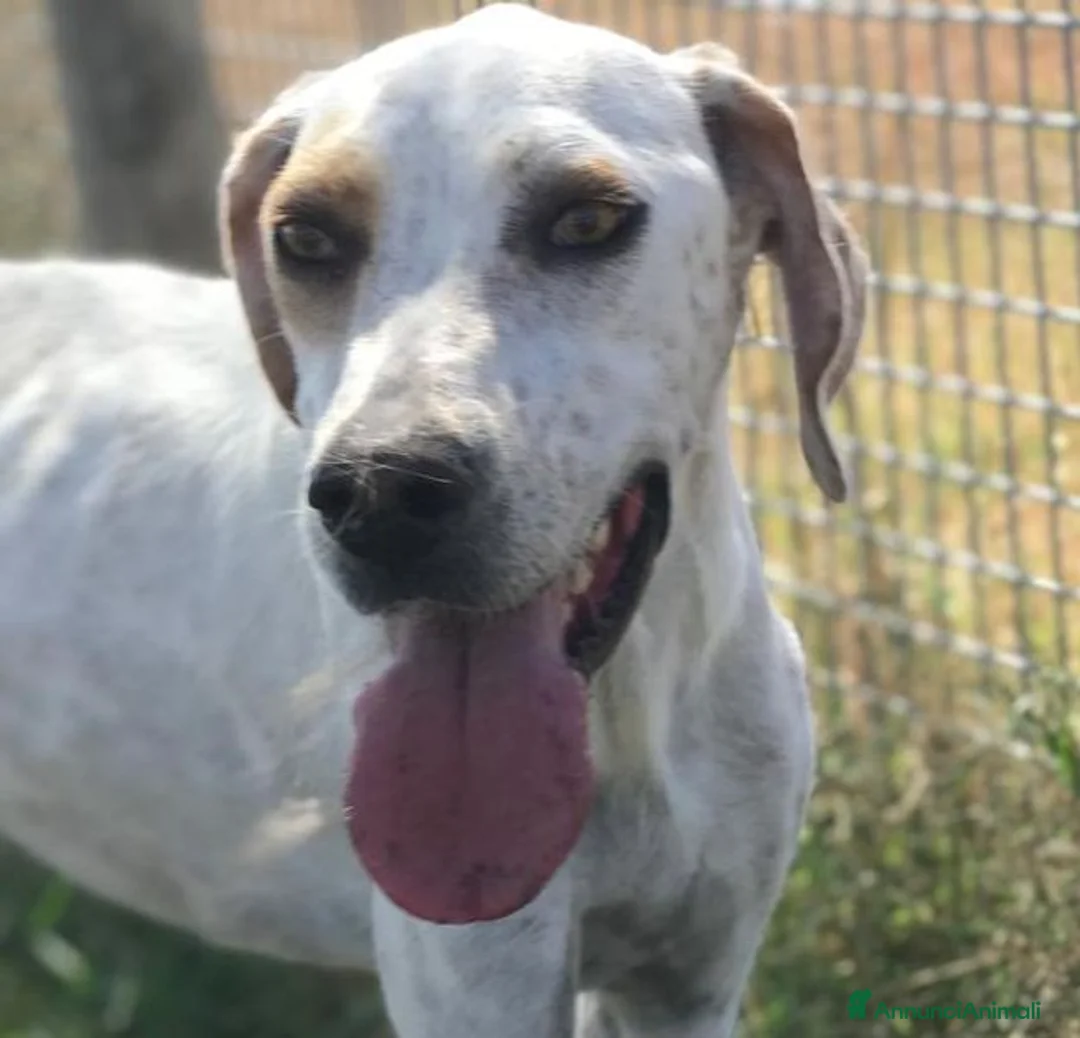 Meticcio cani in regalo: Premio come miglior amico dell’anno: Toro! a Provincia di Latina - Annuncio 1