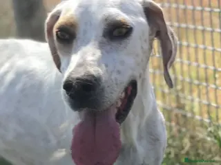 Meticcio cani Premio come miglior amico dell’anno: Toro! - Annuncio 7