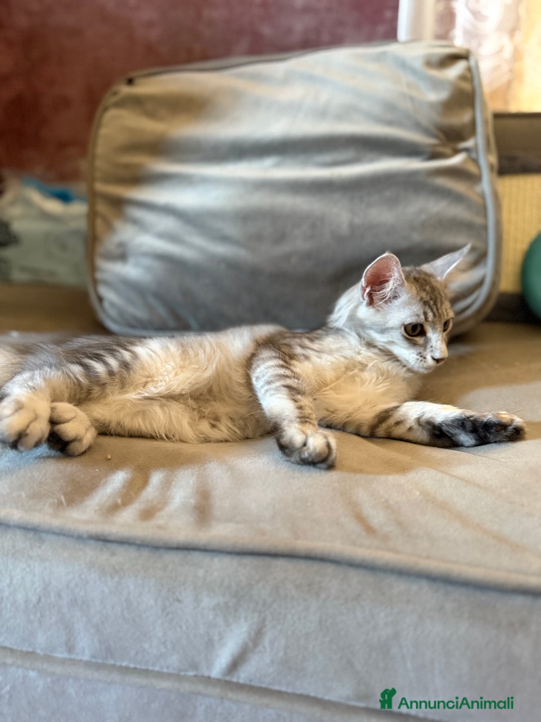 Maine Coon gatti in vendita: Dolcissima gattina Maine coon  a Città metropolitana di Roma Capitale - Immagine 10