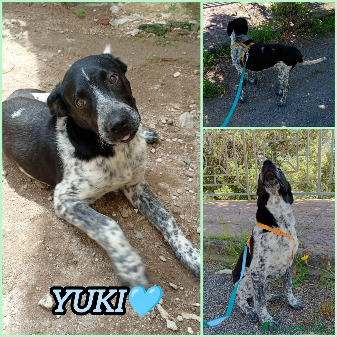 Meticcio cani in regalo: YUKI ASPETTA UNA FAMIGLIA  a Città metropolitana di Milano - Annuncio 2