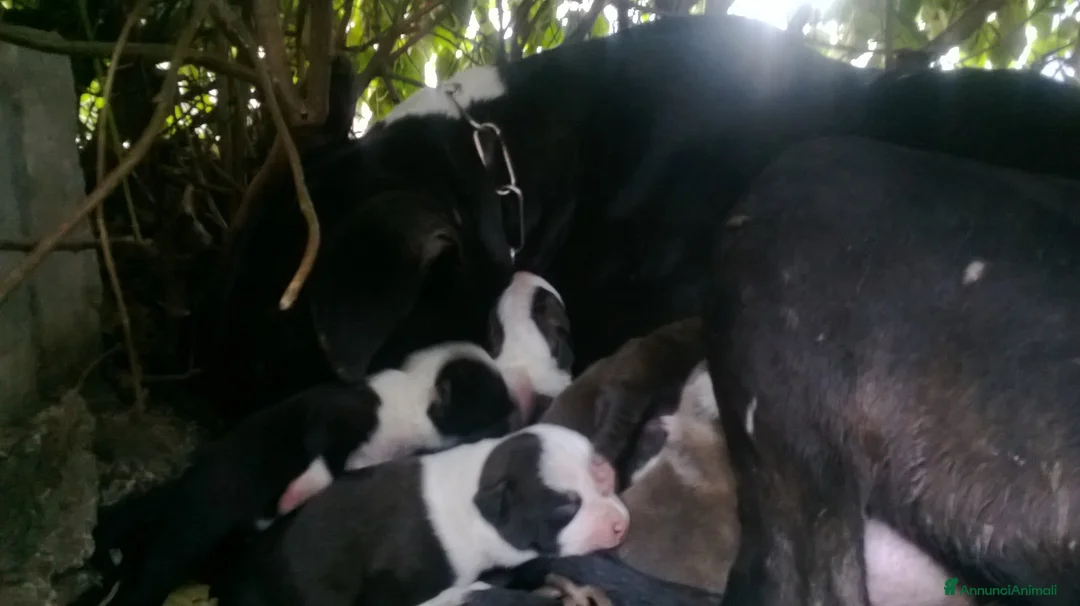 American Staffordshire cani in vendita: Cuccioli Amstaff Nero con pedigree in Puglia - Annuncio 5