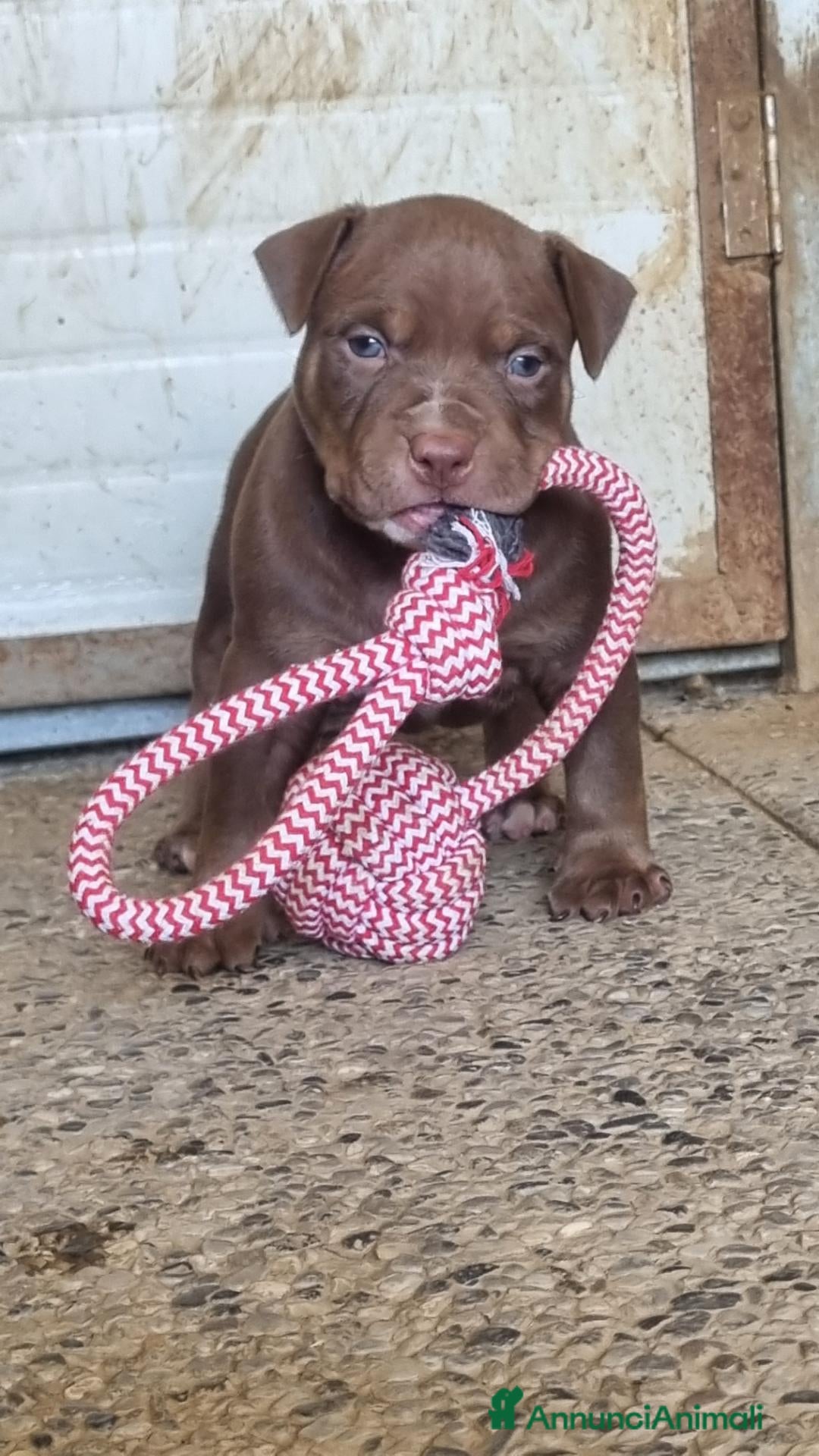 Pitbull cani American pitbull terrier ukc - Annuncio 2