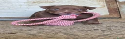 Pitbull cani in vendita: American pitbull terrier ukc - Annuncio 1