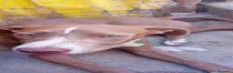 Meticcio cani in regalo: 4 mesi, di una dolcezza disarmante  - Annuncio 2