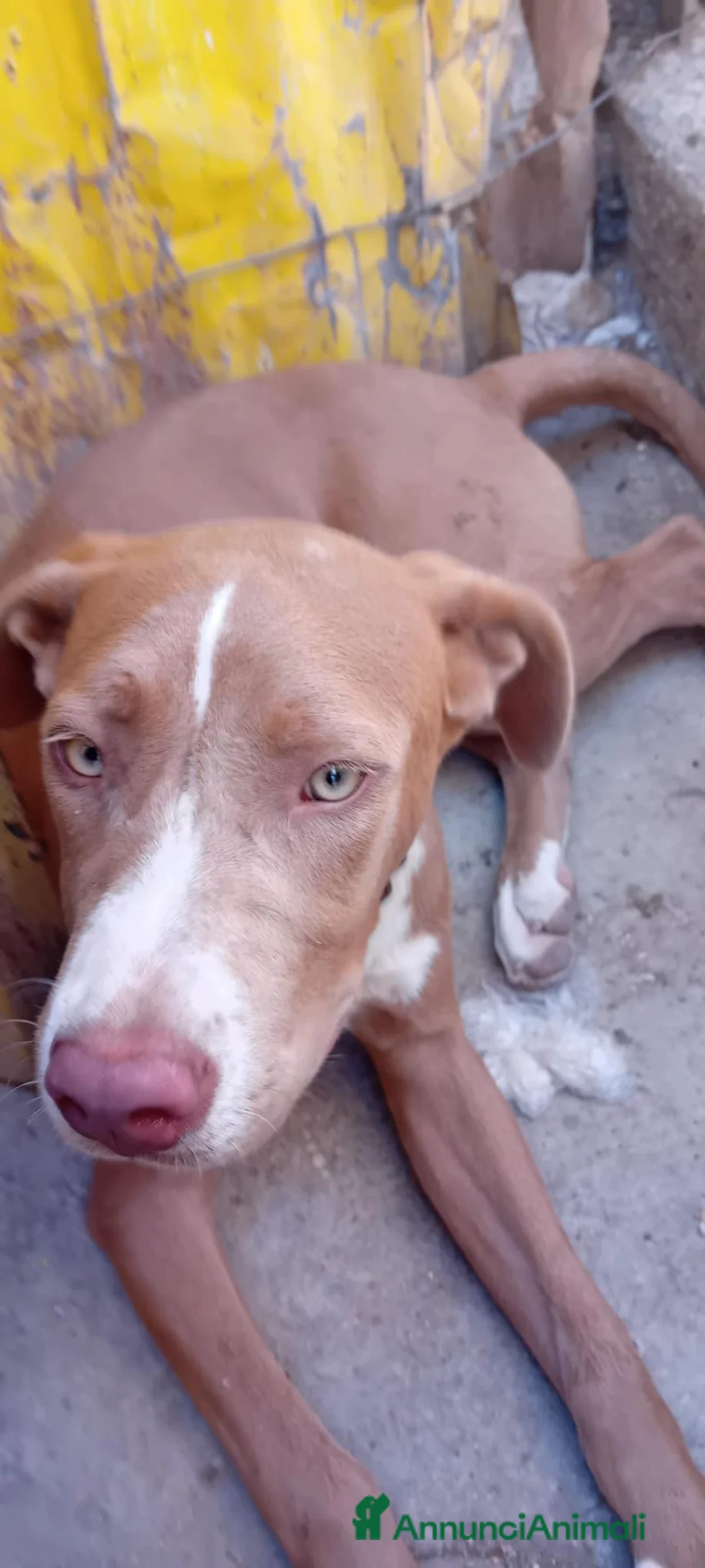 Meticcio cani in regalo: 4 mesi, di una dolcezza disarmante  - Annuncio 2