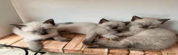 Siamese gatti in vendita: Cuccioli Siamesi thai - Annuncio 3