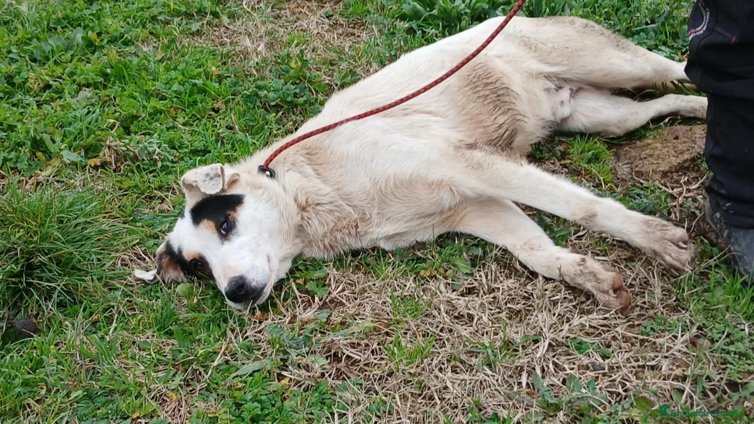 Meticcio cani in regalo: LO SPLENDIDO ARAMIS HA BISOGNO DI UNA CASA  - Annuncio 4