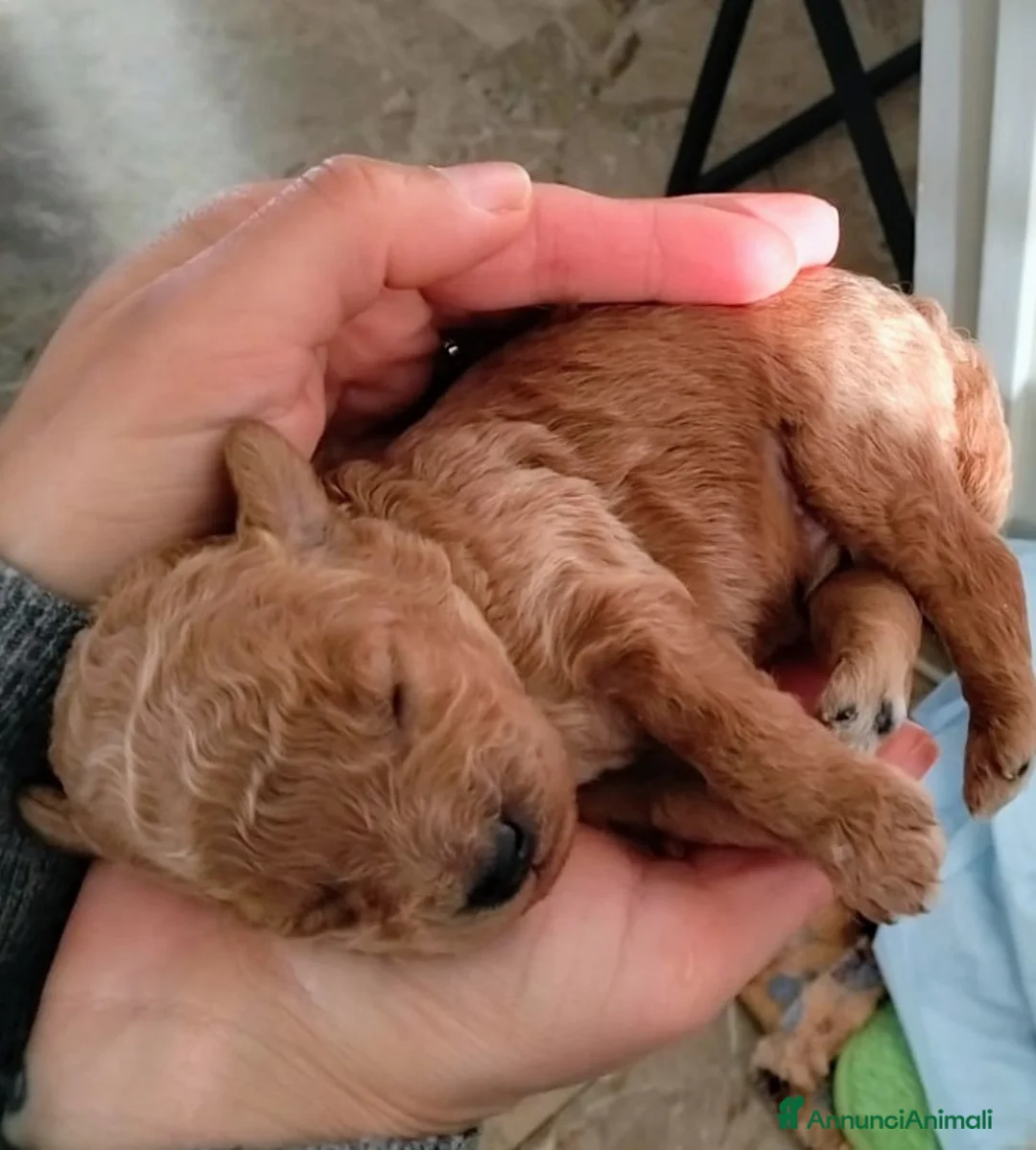 Barboncino cani in vendita: Barboncini  - Annuncio 2
