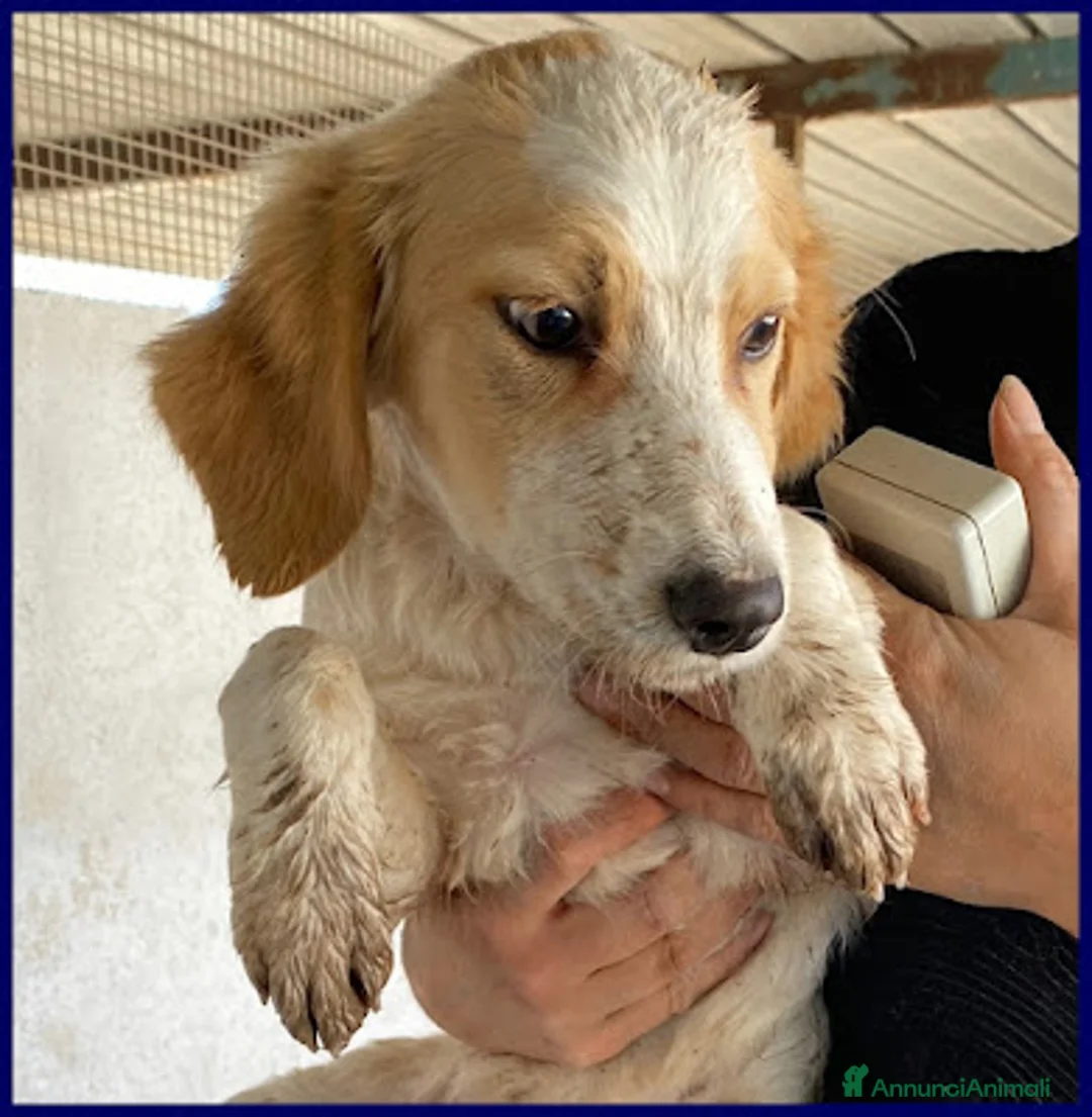 Meticcio cani in regalo: MIAMI tg mediopicc. in cerca di casa - Annuncio 2