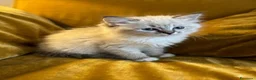 Ragdoll gatti in vendita: Ragdoll seal point tabby mitted - Annuncio 1