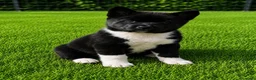 Akita Americano cani in vendita: Cuccioli di akita - Annuncio 3