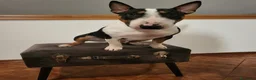 Bull Terrier Mini cani per accoppiamento: Maschio Bull terrier miniature tricolor per monta - Annuncio 10