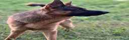 Pastore Tedesco cani in regalo: Do in regalo un bellissimo pastore tedesco  - Annuncio 3