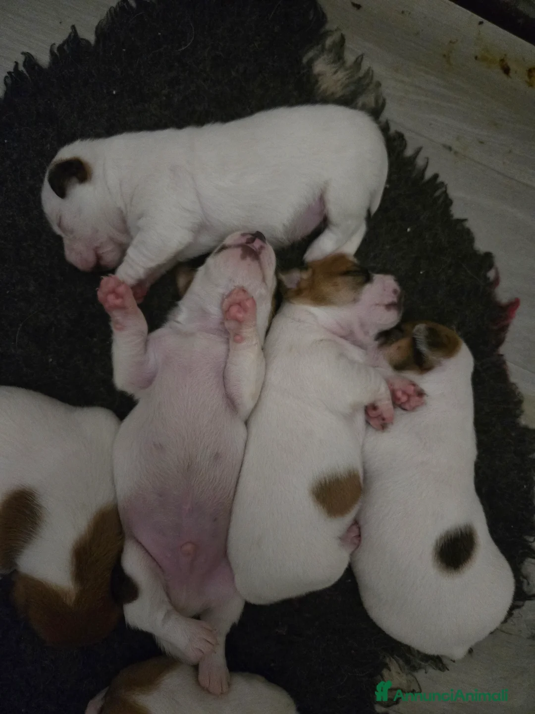 Jack Russell cani in vendita: Cuccioli Jack russell terrier - Annuncio 11