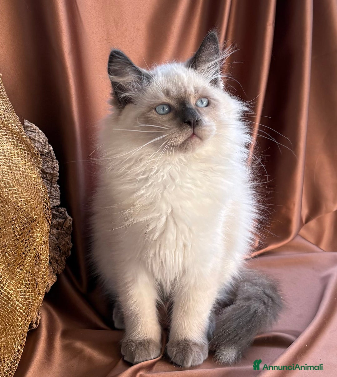 Siberiano gatti in vendita: Dolcissimi cuccioli Siberiani Neva Masquerade - Annuncio 2