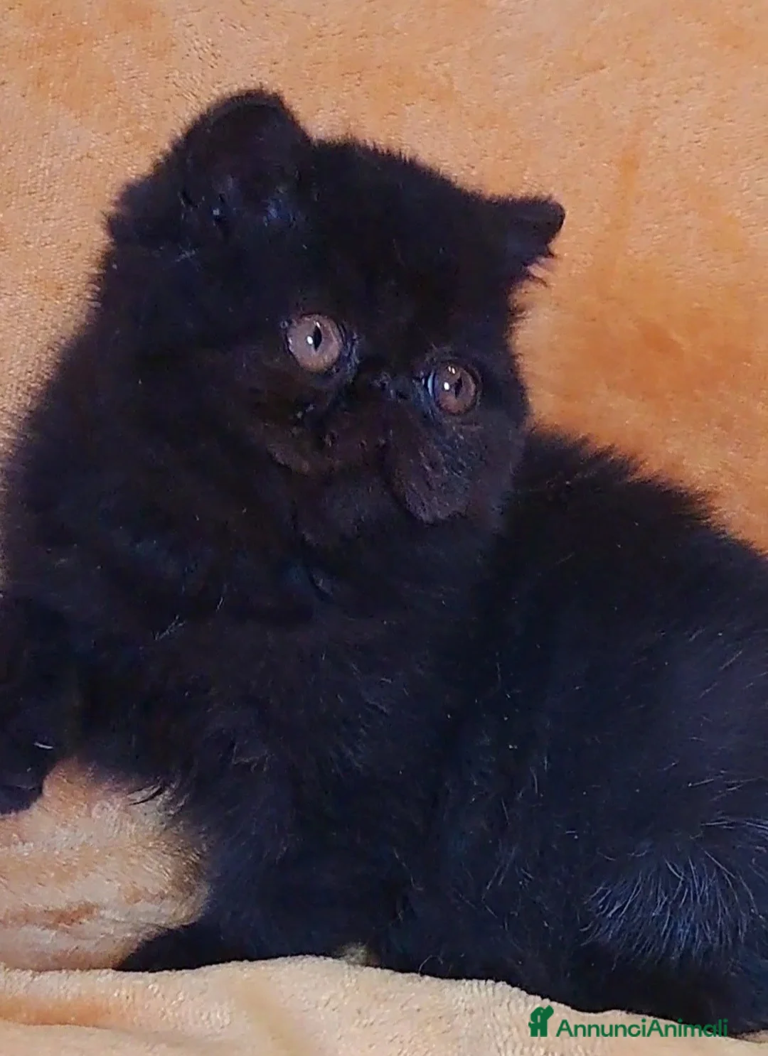 Exotic Shorthair gatti in vendita: Bellissima femminuccia exotic - Annuncio 1