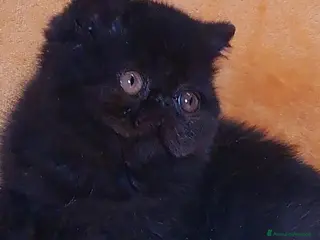 Exotic Shorthair gatti Bellissima femminuccia exotic - Annuncio 13