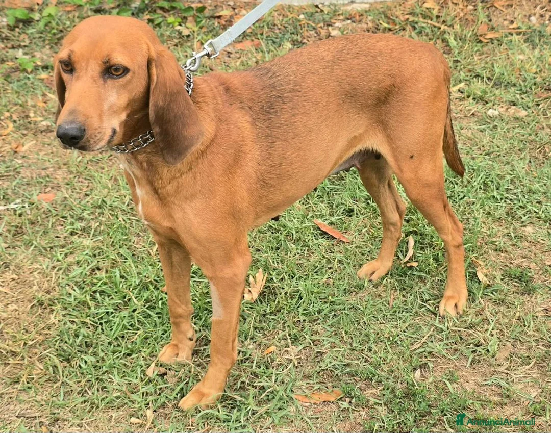 Segugio cani in regalo: Eugenia 3 anni segugia  - Annuncio 6