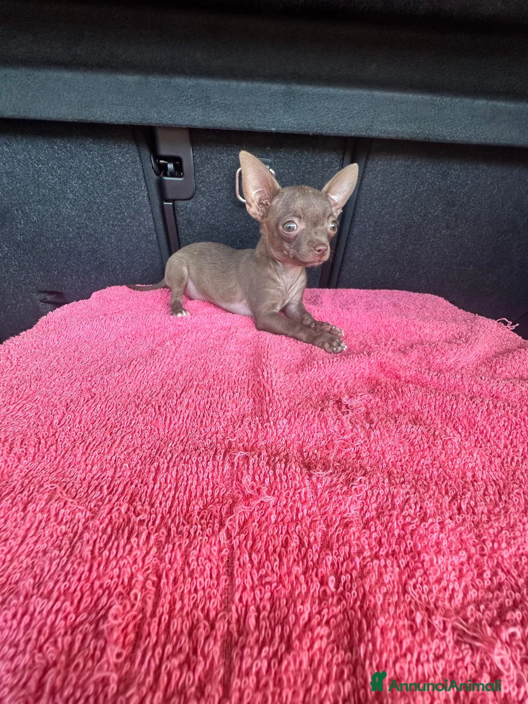 Chihuahua cani in vendita: Chihuahua toy femmina  - Annuncio 1