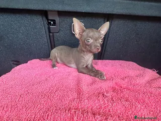 Chihuahua cani Chihuahua toy femmina - Annuncio 3