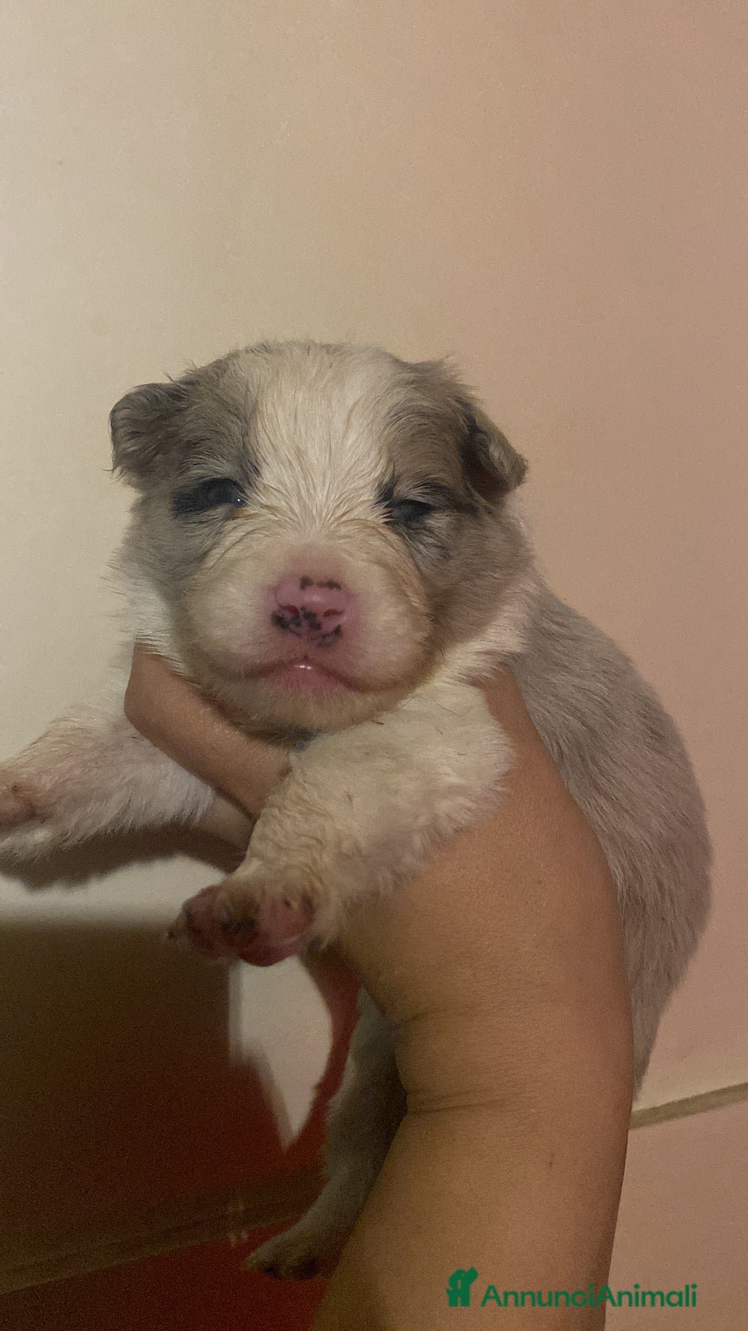 Border Collie cani in vendita: Border collie Merle e nere femmine - Annuncio 4