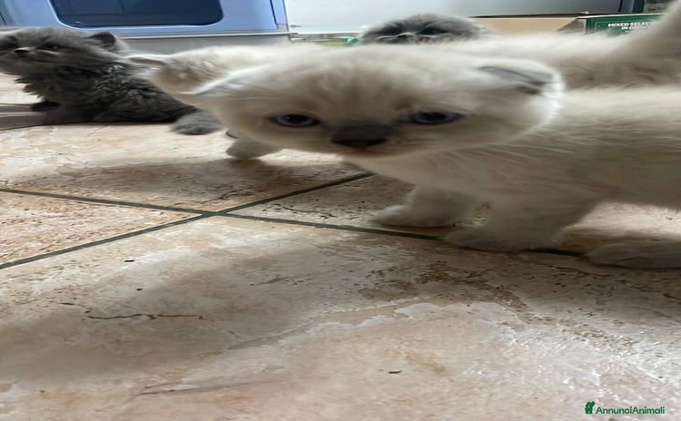 Scottish gatti a Provincia di Forlì-Cesena - Annuncio 3