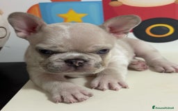 Bulldog Francese cani in vendita: Cuccioli bouldogue francese esotici a Città metropolitana di Roma Capitale - Immagine 1