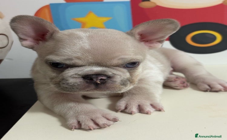 Bulldog Francese cani a Città metropolitana di Roma Capitale - Annuncio 2
