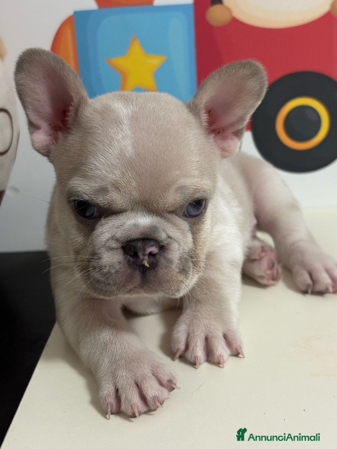 Bulldog Francese cani in vendita: Cuccioli bouldogue francese esotici a Città metropolitana di Roma Capitale - Immagine 1