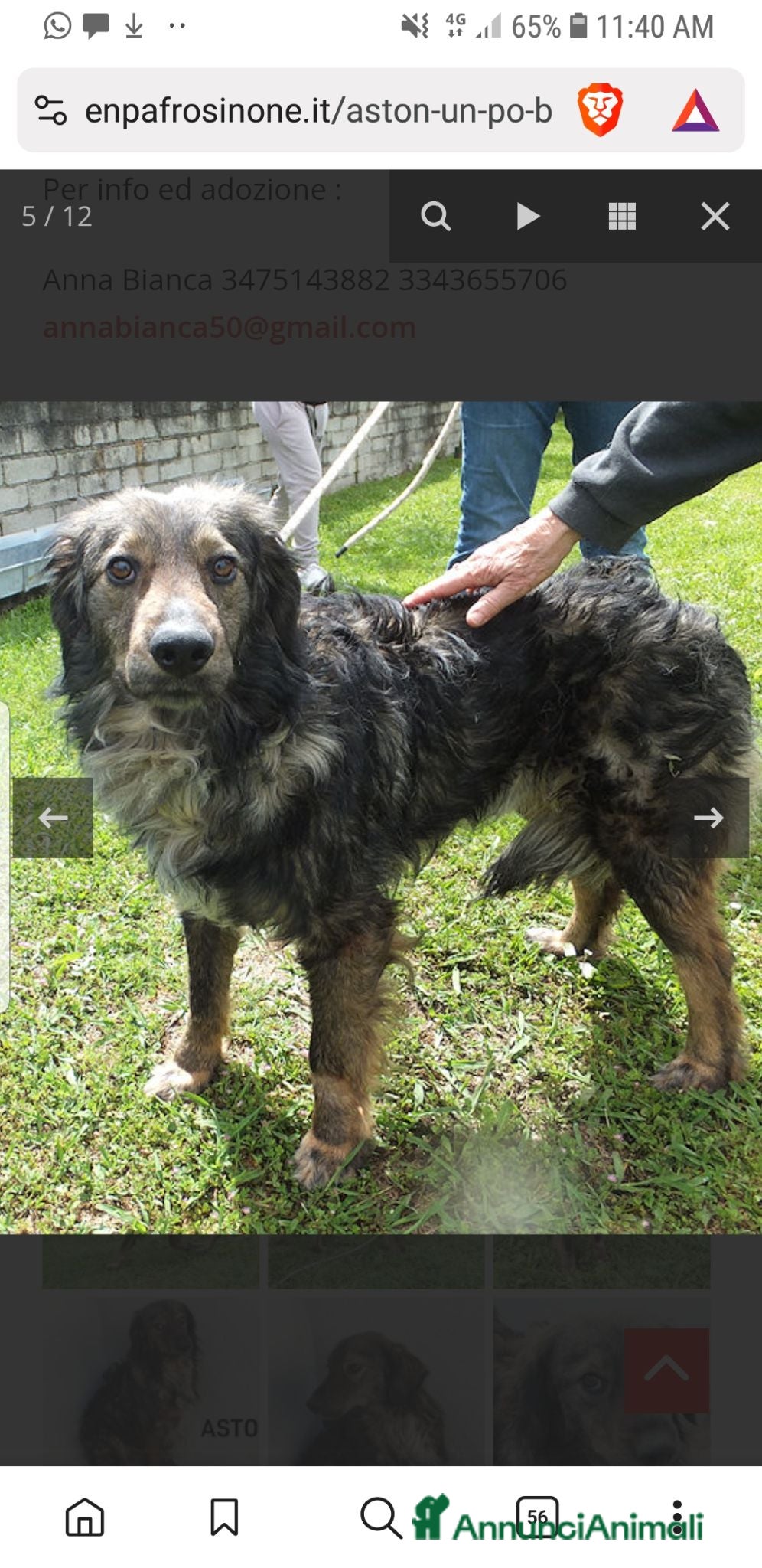 Meticcio cani ASTON, 5 anni, un po’ Bernese - Annuncio 31