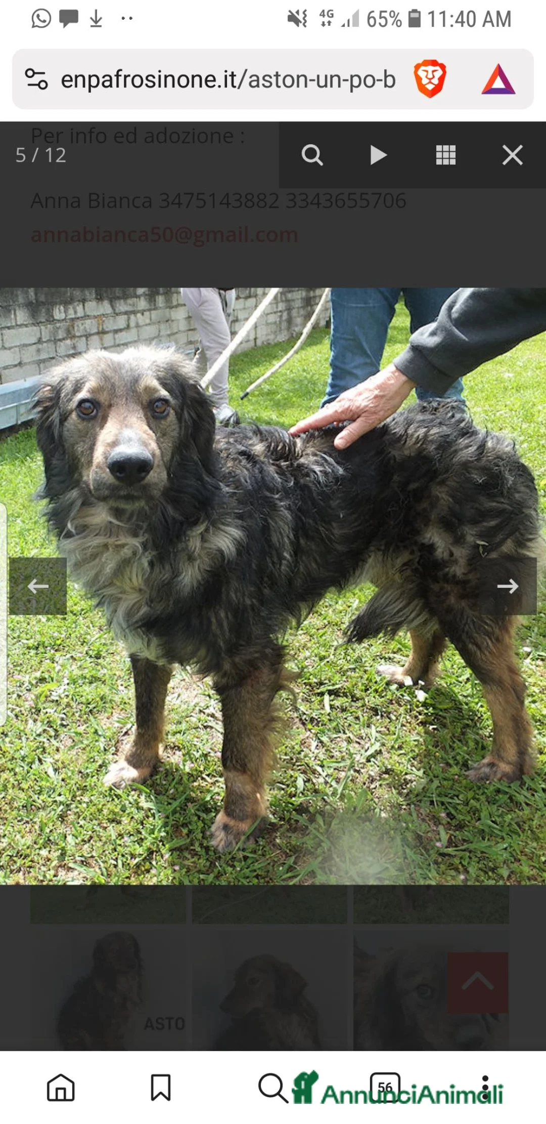Meticcio cani in regalo: ASTON, 5 anni, un po’ Bernese a Provincia di Treviso - Annuncio 1