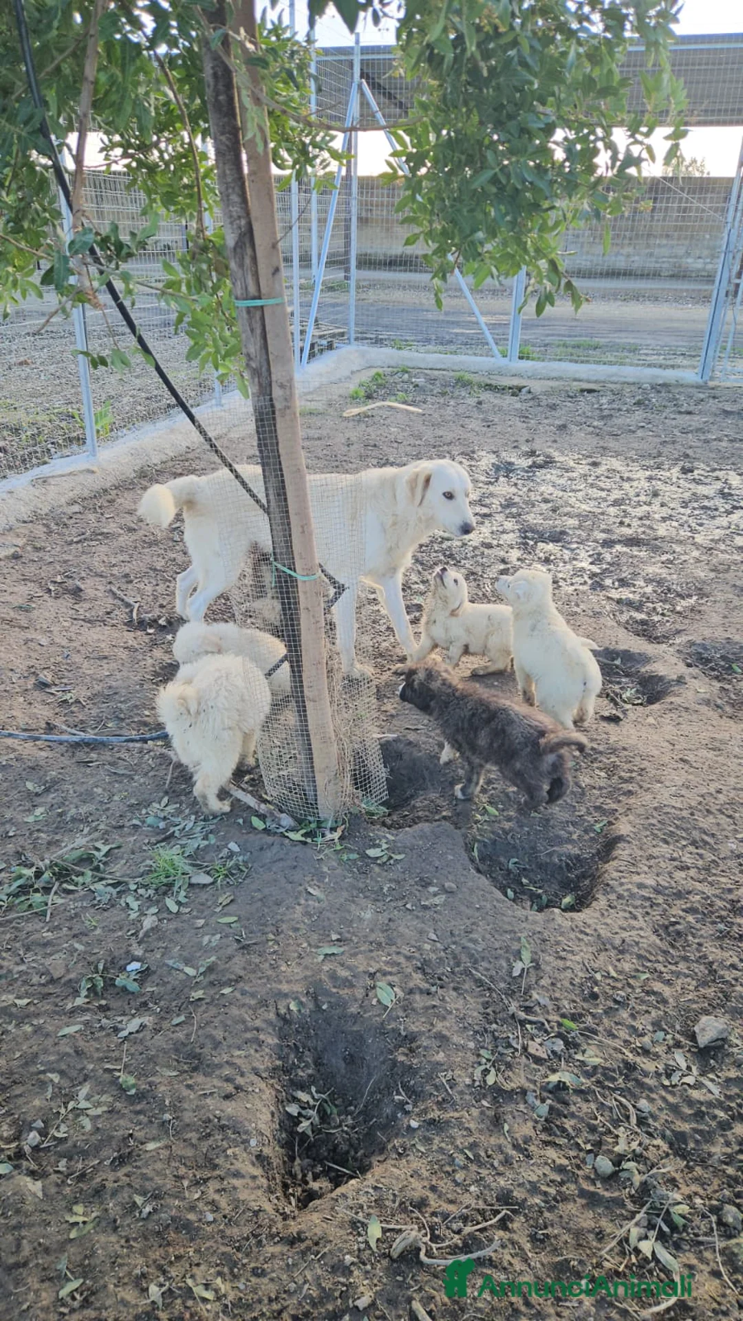 Meticcio cani in regalo: Jury: 4 mesi taglia grande  - Annuncio 7