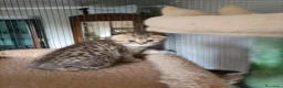 Scottish gatti in vendita: 3 splendidi scottish  - Annuncio 14