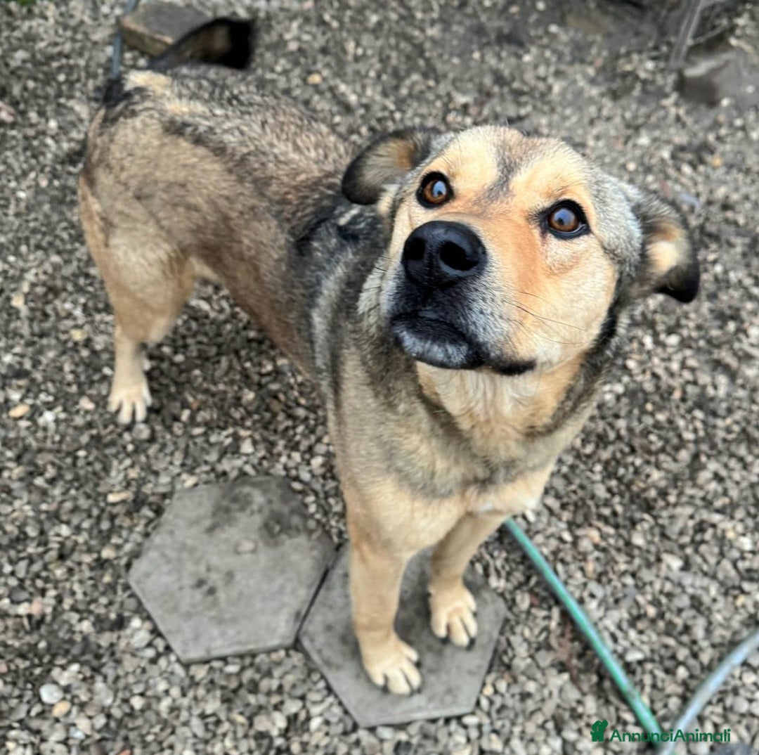 Meticcio cani in regalo: Fargo 3 anni Taglia media grande  - Annuncio 2