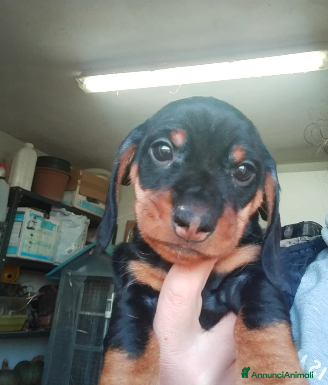 Bassotto cani in vendita: Bassotto tedesco a pelo duro  - Annuncio 3