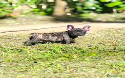 Bulldog Francese cani in vendita: Bulldog francese maschio - Immagine 8