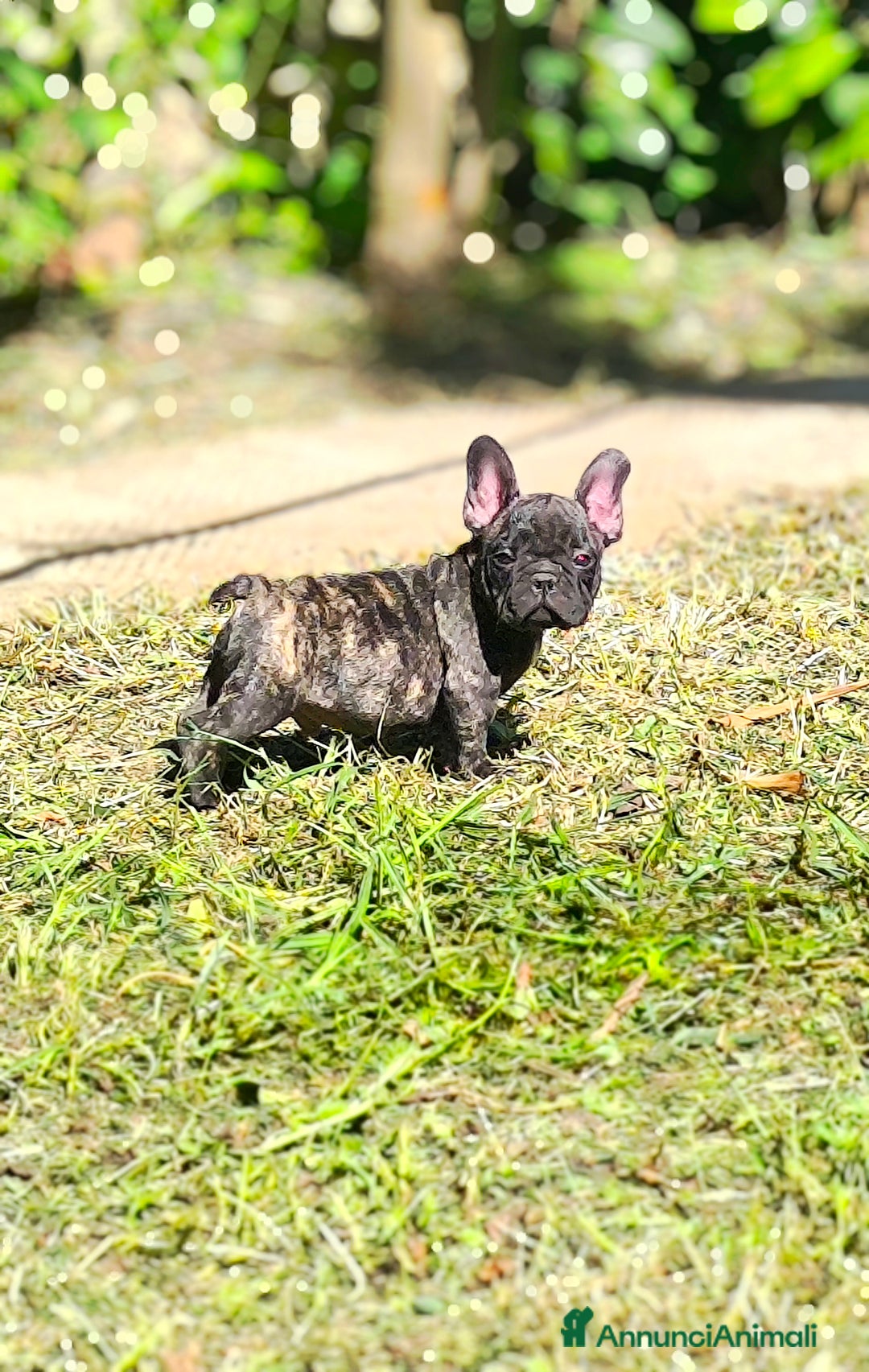Bulldog Francese cani in vendita: Bulldog francese maschio - Immagine 8