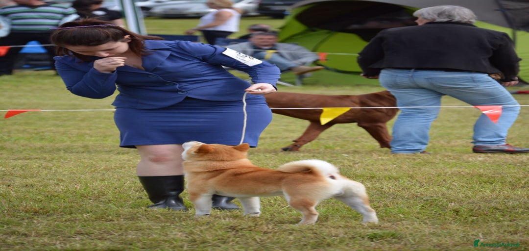 Immagine della galleria {{count}}