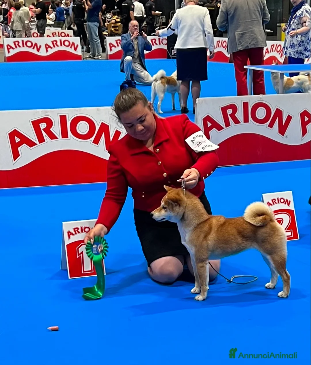 Shiba Inu cani in vendita: Shiba inu cuccioli  - Annuncio 21