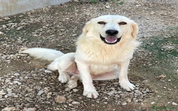 Meticcio cani in regalo: LUCKY MIX GOLDEN STUPENDO - Immagine 3