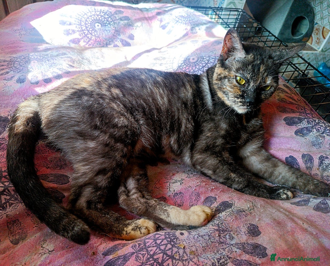 Altre razze gatti in regalo: Gatta - Annuncio 1